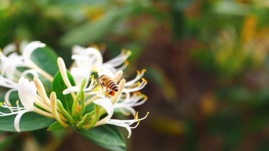 慢镜头特写金银花上的蜜蜂飞舞