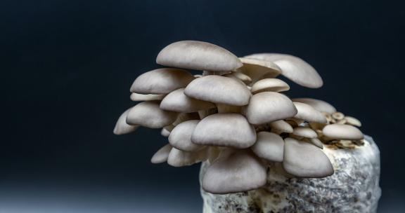 灰平菇在菌菇种植包上生长成熟特写延时