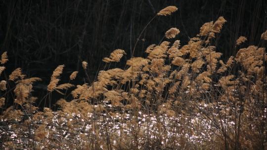 秋天河边迎风飘扬的芦苇花