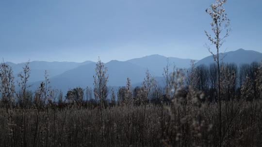 森林大自然流水风景树林山水自然山山川