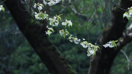 4K加拿大棠棣白色花朵