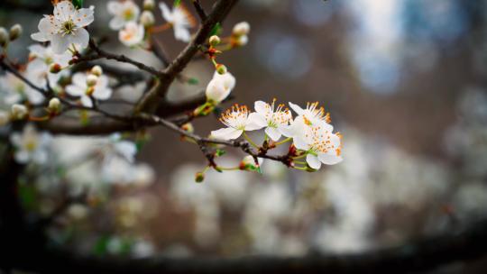 春季森林鲜花野花合集