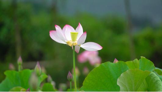 荷花荷叶荷花莲藕荷花夏天莲子夏日夏至