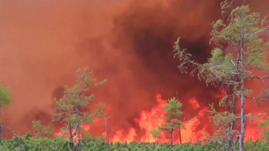 森林火灾影视级素材合集高清在线视频素材下载