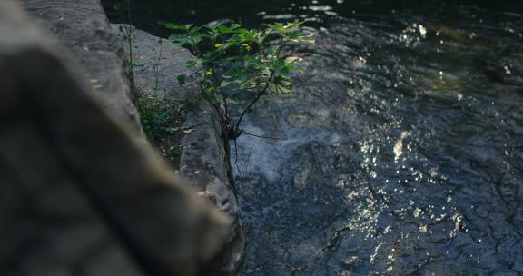 【正版素材】绿色自然植物小溪流水