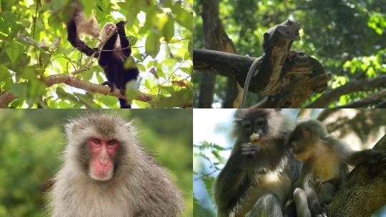 【合集】猴子在树干上吃东西高清视频视频素材模板下载