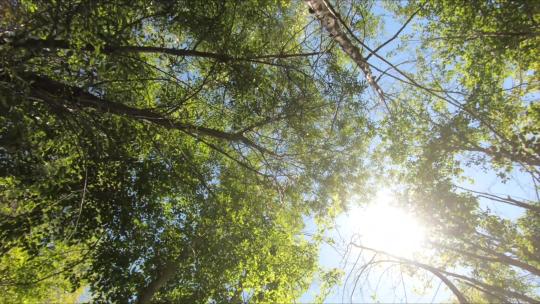 仰拍大树阳光透过树林