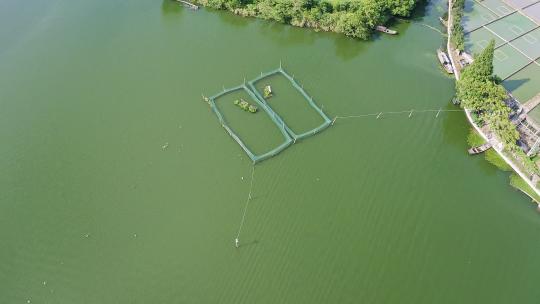 大型鱼类养殖场养鱼池与捕鱼网