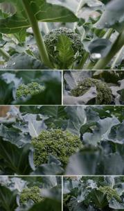 蔬菜高清在线视频素材下载