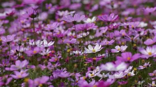 春暖花开春天花园花朵格桑花紫色
