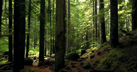 森林 森林植被 原始森林