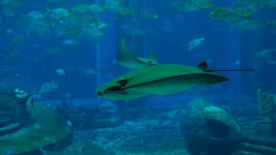 海洋馆水族馆海底世界魔鬼鱼鳐鱼