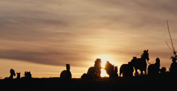 日落下一群马正在奔跑