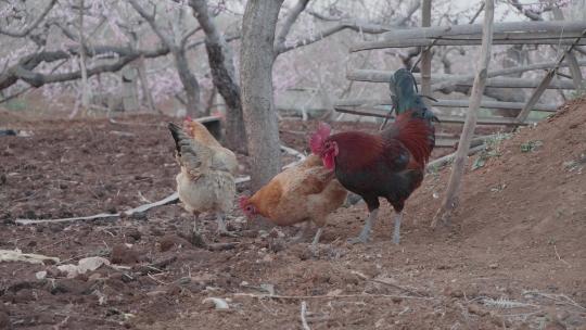 养鸡果园里一只公鸡和一群母鸡视频素材模板下载
