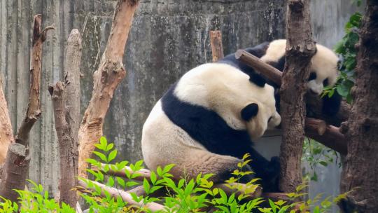 成都大熊猫繁育研究基地嬉戏的大熊猫母子