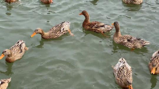 北京延庆野鸭湖湿地公园里的野鸭群