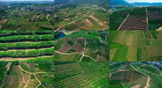 万亩茶山万亩茶园 龙井茶基地 航拍茶园