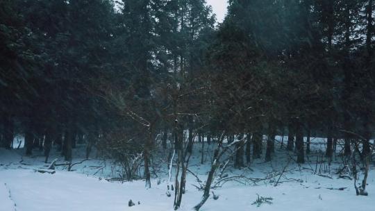 实拍户外下雪天雪景森林傍晚飘雪