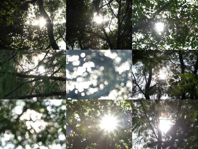 夏天树林树叶缝隙的阳光光晕空镜合集