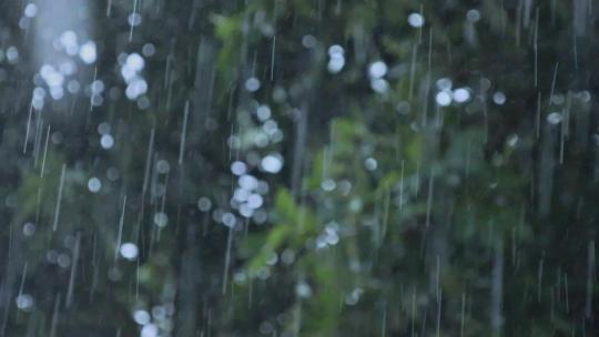春季雨天雨水雨季树叶雨滴视频素材模板下载