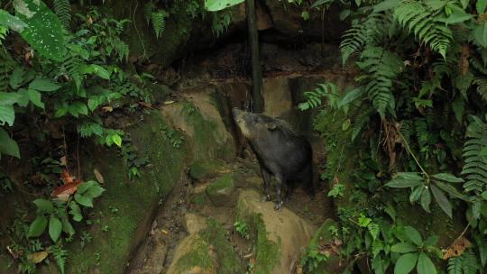 无人机拍摄，慢慢放大雨林中的一只白唇野猪视频素材模板下载