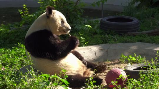 动物园大熊猫吃竹子玩闹嬉戏