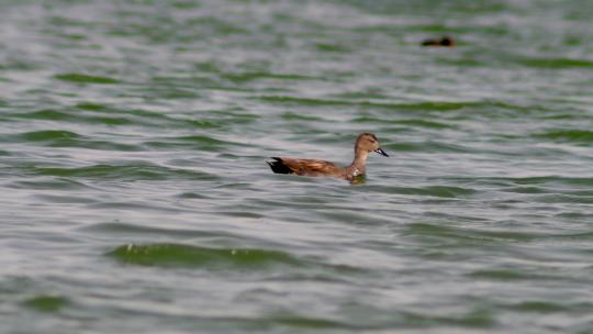 湖面上游动的鸭子