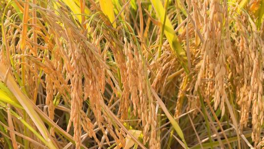 秋季成熟的水稻谷