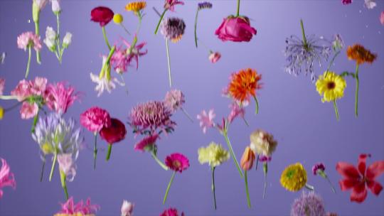 鲜花插花鲜花落下创意视频