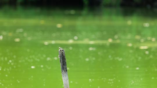 夏天池塘里木棍上的蜻蜓蝉鸣