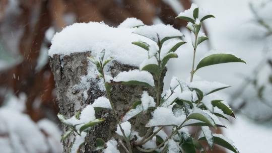 冬天冬季下雪飘雪树桩积雪实拍视频素材模板下载