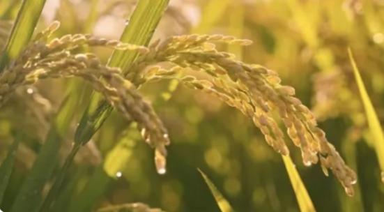 金色稻田露水水稻丰收稻谷稻穗特写秋天稻子