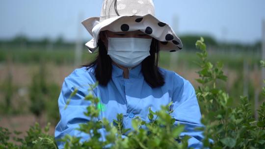 金银花 种植 加工 收获 农业 三农 农村振兴 药材 中药种植 金银花加工 金银花种植 (86)