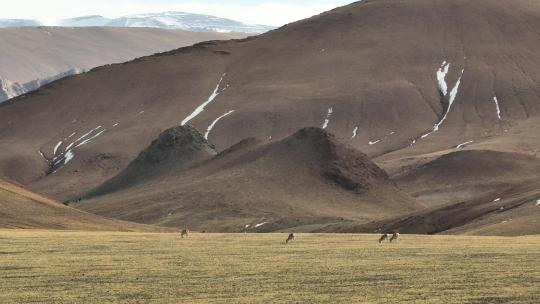 西藏藏原羚航拍视频素材模板下载
