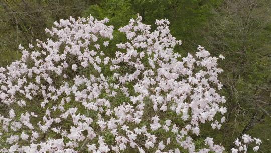 山谷白色的花