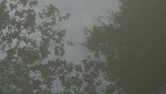 中国南方水乡森林湿地池塘湖泊夏季树木倒影