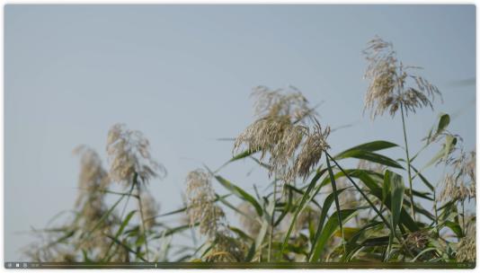 芦苇 野草