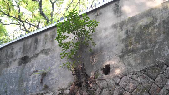 长在墙上的榕树木植物