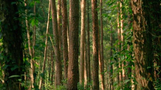 唯美大自然原始森林4k