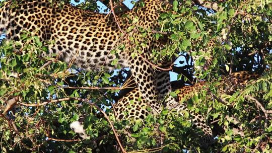 野生豹在树上美洲豹猎豹猛兽休息捕食