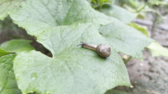 下雨天晃动的树叶上的爬动的蜗牛