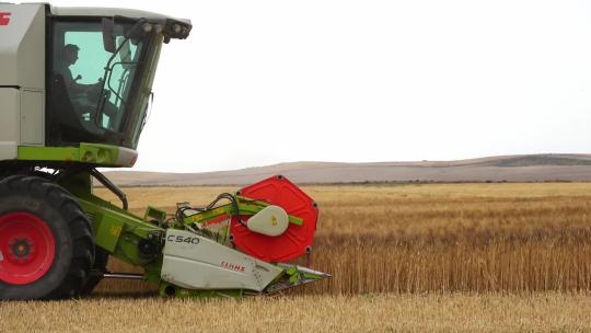 小麦丰收 农业丰收 粮食丰收视频素材模板下载