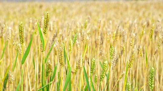 小麦麦田丰收农业粮食粮仓麦子麦粒播种种子视频素材模板下载