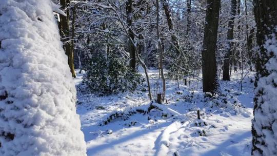雪域森林中的晴天-荷兰/德国边境-冬季天堂