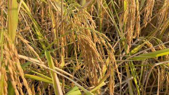 秋季成熟的水稻谷视频素材模板下载