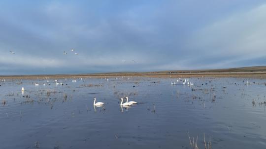 天鹅迁徙途中在呼伦贝尔草原湿地休息歇脚