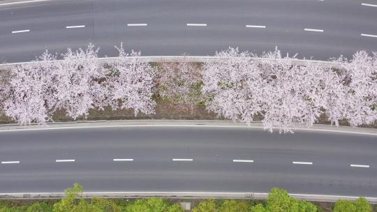 苏州树山地区春季原生态花开季节
