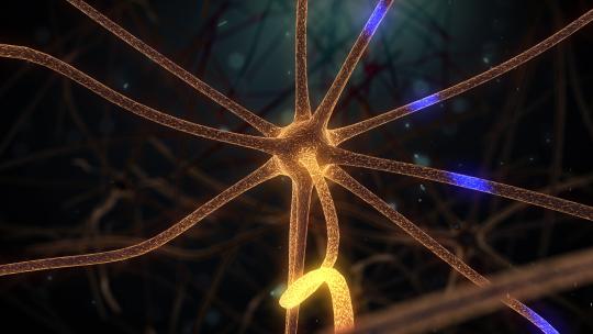脑神经元活动信息-缩放神经元视频