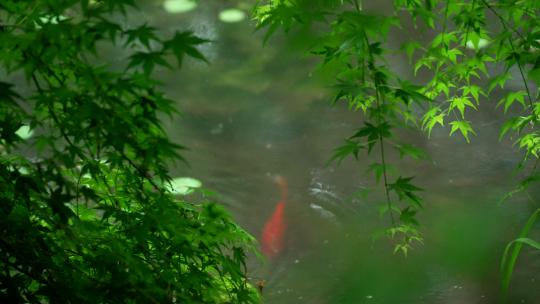 杭州虎跑下雨天绿色枫树叶下的水池金鱼游动