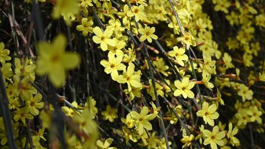 春天盛开的黄色迎春花随风摇曳慢镜头